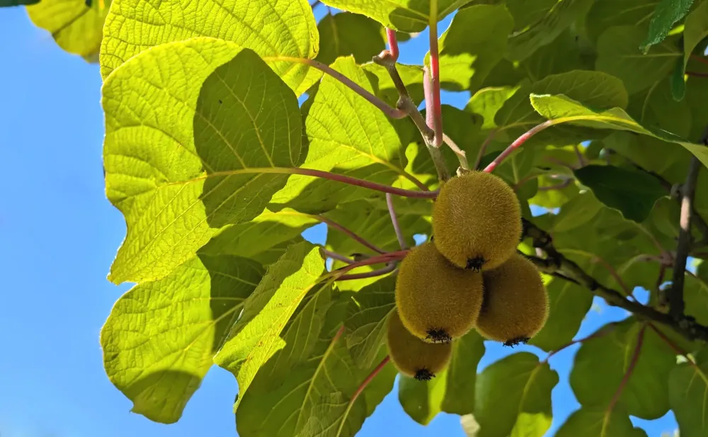 Plant de kiwi à Saint-Paulet-de-Caisson