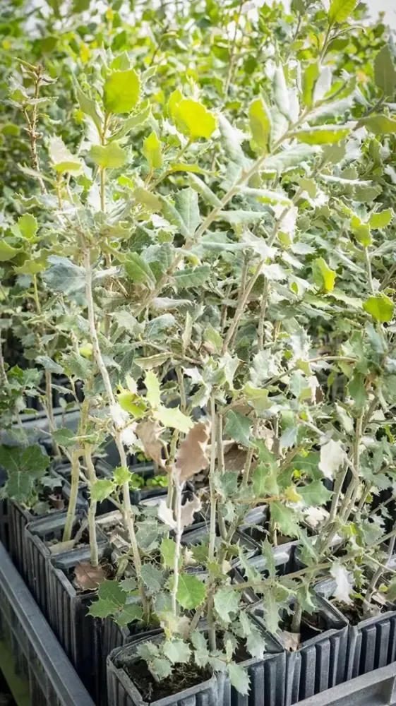 Plant chene interieur