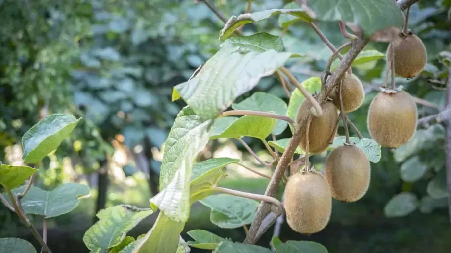 Plant de kiwi arbre