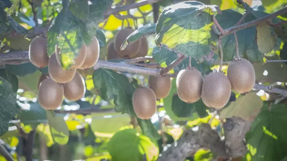 kiwi plant